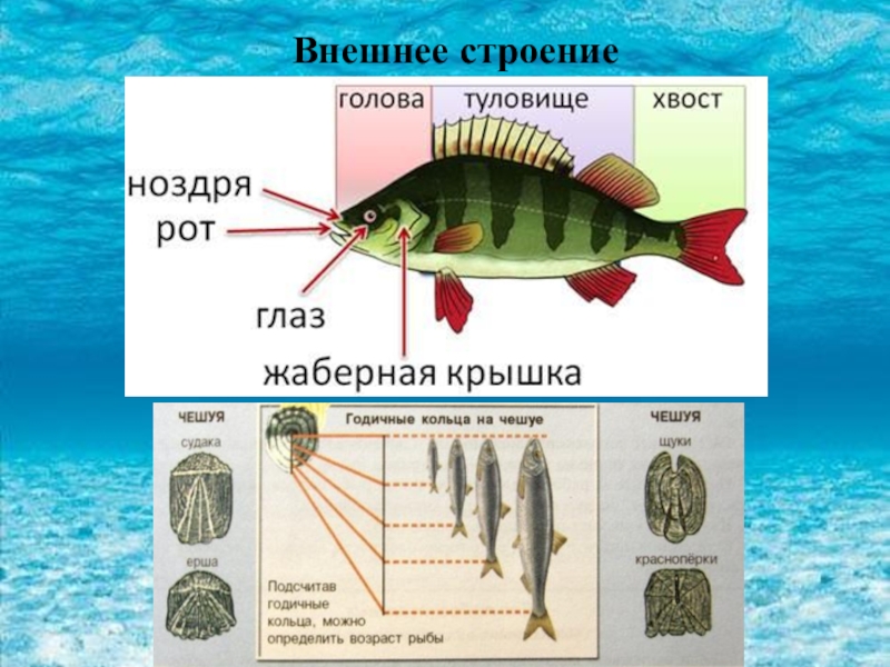 Биология 7 класс параграф рыбы. Внешнее строение рыбы. Класс рыбы внешнее строение. Строение рыбы биология. Внешнее строение рыбы биология.