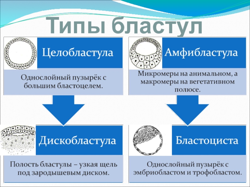 Хордовые егэ презентация