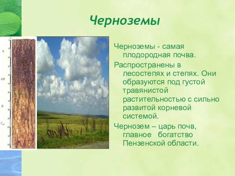 В какой зоне наиболее плодородные почвы. Почвы степей и лесостепей в России. Почвы Ставропольского края чернозем проект. Почвы Пензенской области 8 класс. Черноземы почвы природная зона.