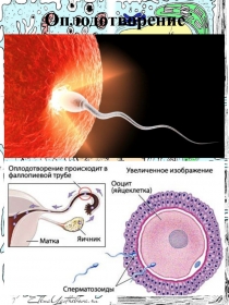 Раздаточный материал по теме: Оплодотворение