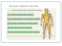 Презентация по биологии на тему Вегетативная нервная система