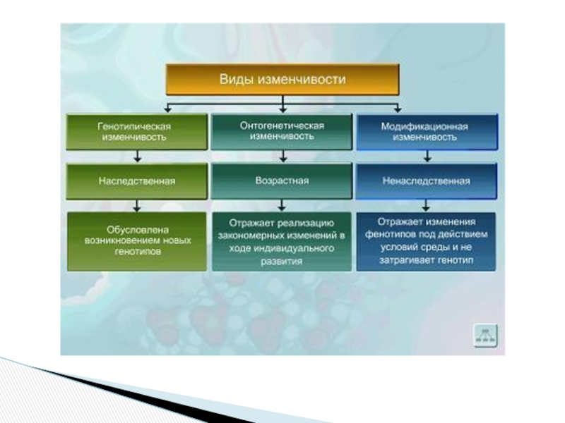 Схема изменчивости по биологии