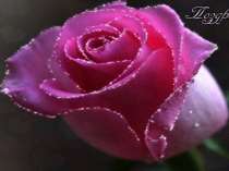 Экономика в жизни общества