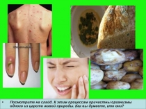 Презентация по биологии для 6 класса на тему:  Царство бактерий