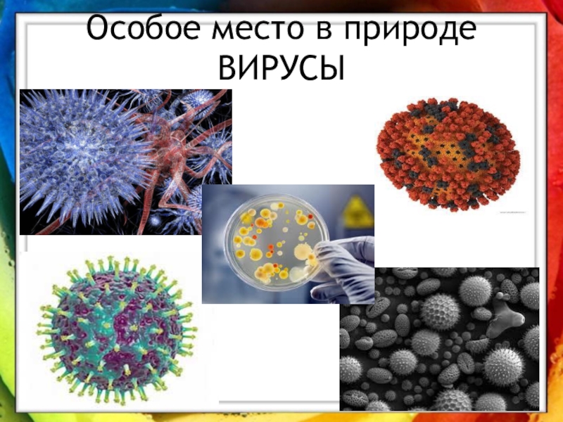 Вирусов в природе и жизни человека