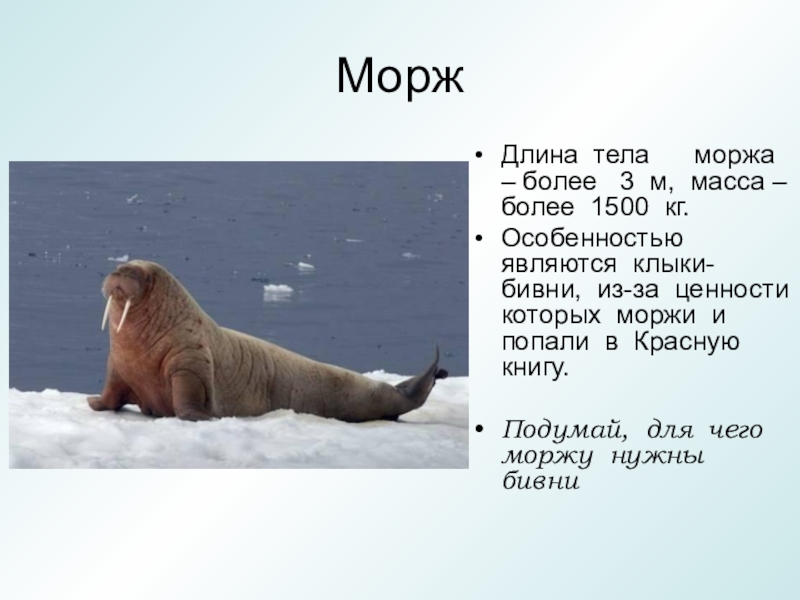 Презентация о моржах