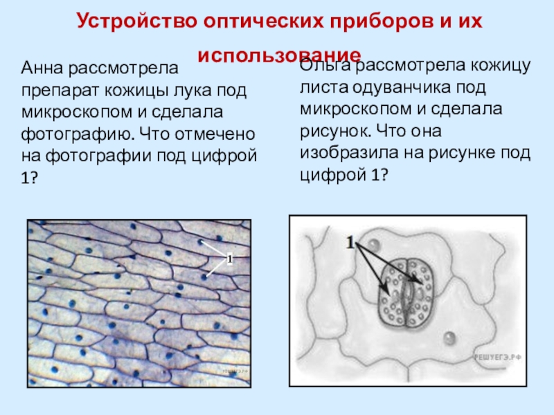 Клетка кожицы листа одуванчика