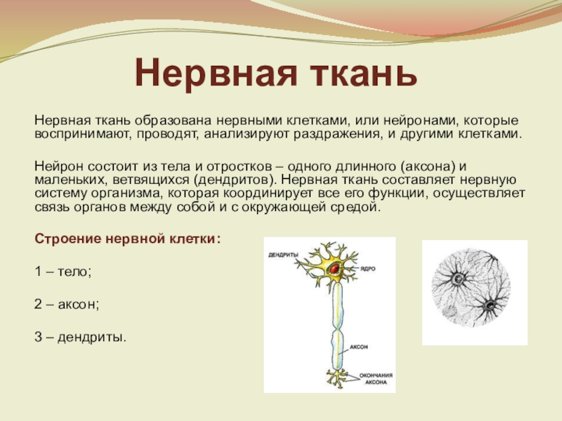 Клетками какой ткани она образована. Нервная ткань образована клетками с длинными отростками. Какой тканью образована нервная система. Ткань образованная клетками с длинными отростками. Нервная ткань вывод.