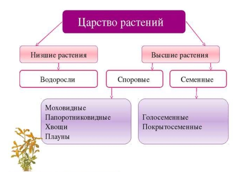 Классификация комнатных растений презентация