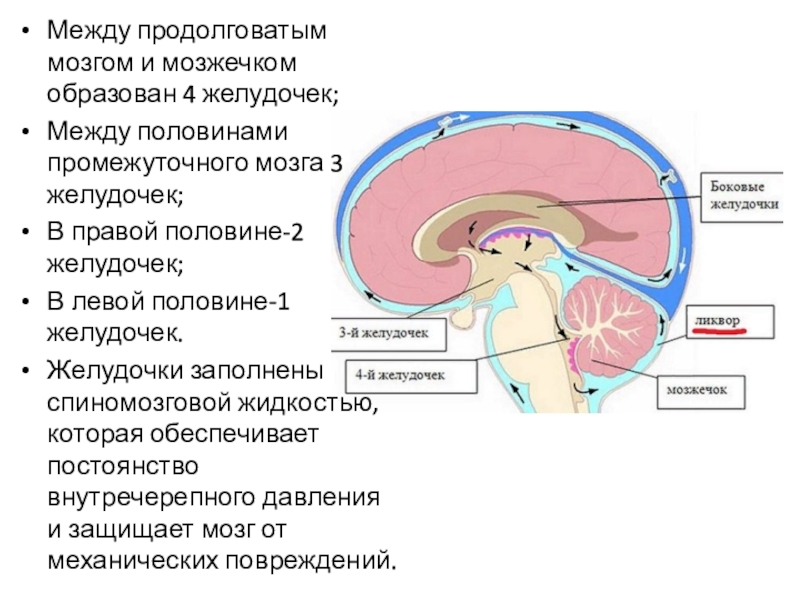 Продолговатый и промежуточный мозг