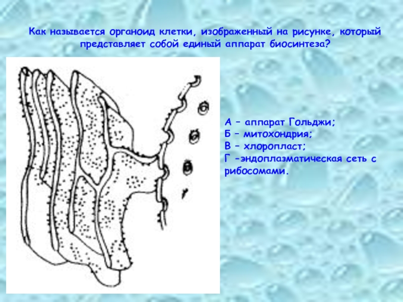 Как называется органоид клетки, изображенный на рисунке, который представляет собой единый аппарат биосинтеза?А – аппарат Гольджи;Б –