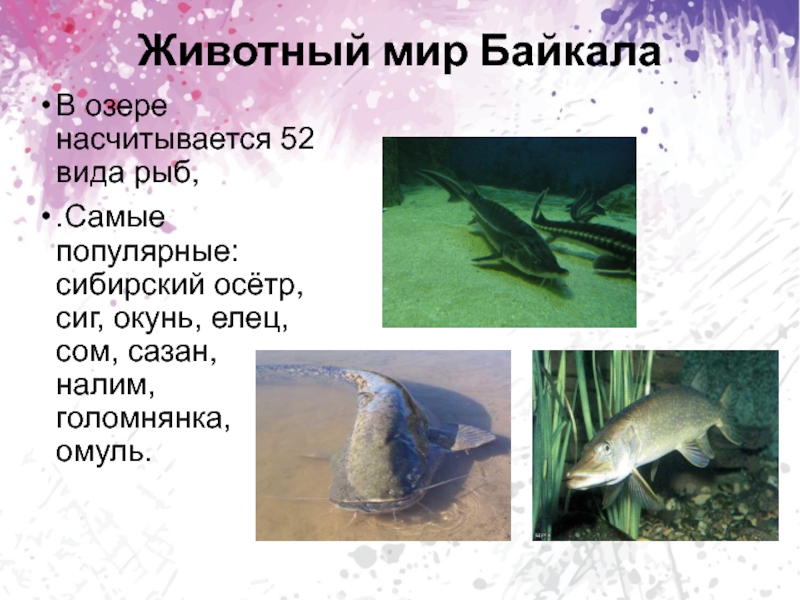 Животный мир БайкалаВ озере насчитывается 52 вида рыб,.Самые популярные: сибирский осётр, сиг, окунь, елец, сом, сазан, налим,