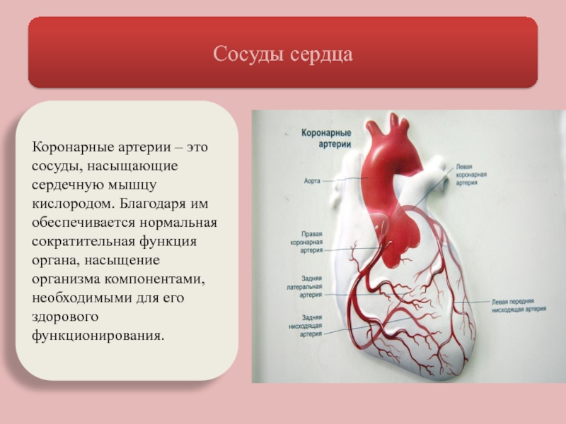 Коронарные артерии это. Коронарные артерии анатомия атлас. Анатомия коронарных артерий сердца анатомический атлас. Коронарные и венечные артерии. Венечные коронарные сосуды.