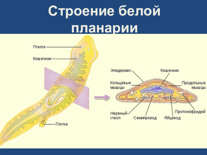 Белая планария план