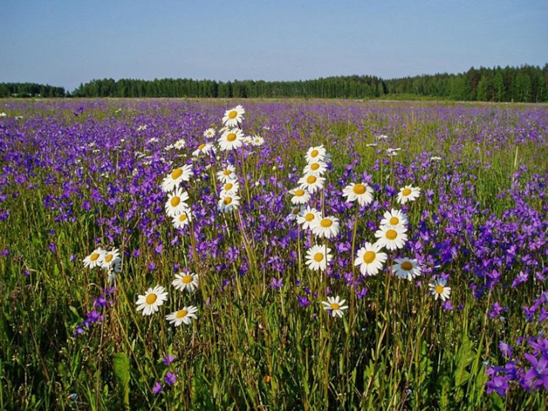 Цветы башкирии фото и названия полевые