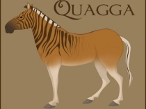 Презентация Квагга 11 класс
