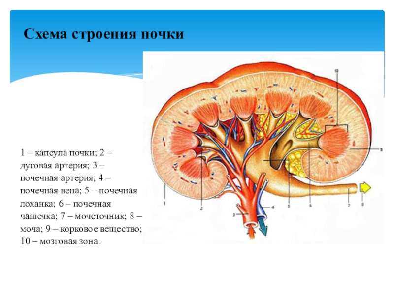 Схема строения почки