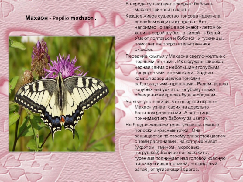 Бабочки россии книга