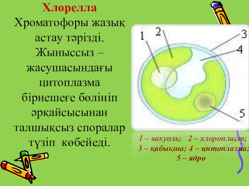 Строение клетки гриба рисунок. Клетка хлоропласты ядро стенка мембрана. Клеткасы. Схема строения растительной клетки. Вакуоль 2 хлоропласт.