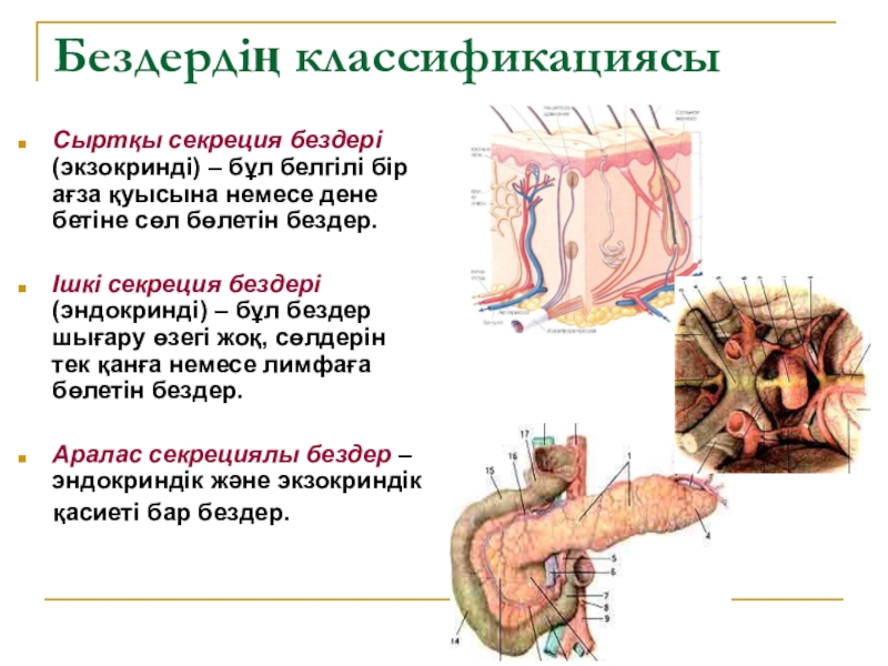 Эндокриндік жүйе презентация