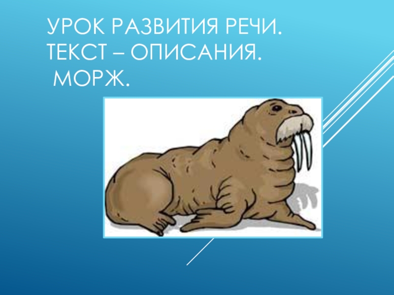 загадки о морже для дошкольников. морж текст для изложения. изложение морж. изложение о морже презентация. морж изложение 4 класс.
