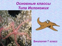 Презентация по биологии на тему Тип иглокожие (7 класс)