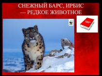 Презентация по окружающему миру на тему Снежный барс, Ирбис - редкое животное (2 класс)