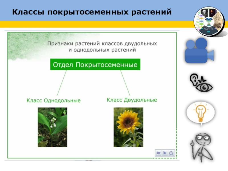 Презентация по биологии 6 класс систематика растений