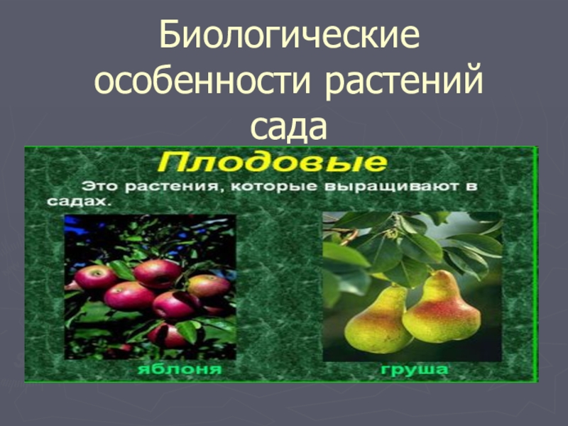 Презентация Биологические особенности растений сада