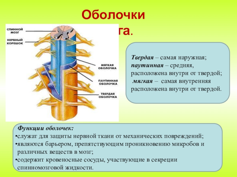 Головной и спинной мозг имеет. Функции твердой оболочки спинного мозга. Оболочки спинного мозга анатомия таблица. Наружное строение спинного мозга и оболочки. Строение и функции оболочек спинного и головного мозга.