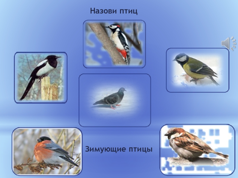 Назови птиц Зимующие птицы