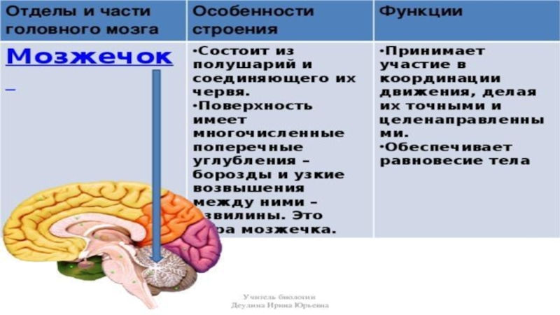 Таблица отдел мозга особенности строения функции. Функции больших полушарий головного мозга таблица. Отделы больших полушарий и их функции. Строение больший полушарий и их функции. Большие полушария головного мозга таблица.