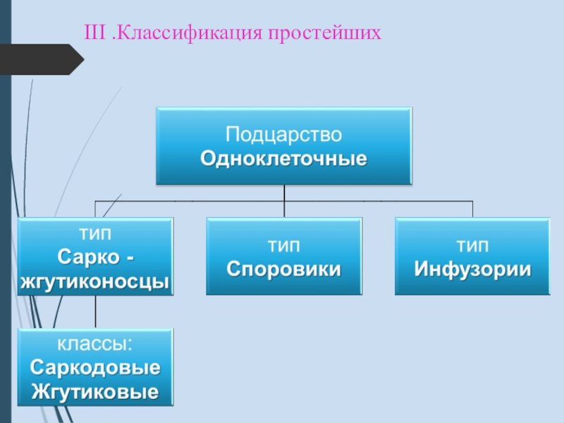 3 типа простейших. Подцарство простейшие систематика. Систематика животных Подцарство одноклеточных. Систематика подцарства одноклеточных. Классификация простейших схема.