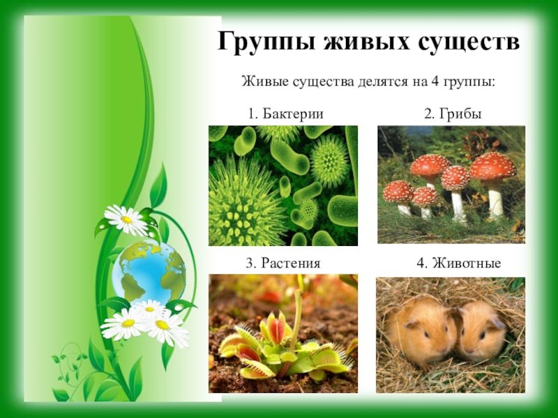 Живой мир доклад. Окружающий мир живые существа. Животные растения грибы. Живые существа делятся на. Растение гриб бактерия.