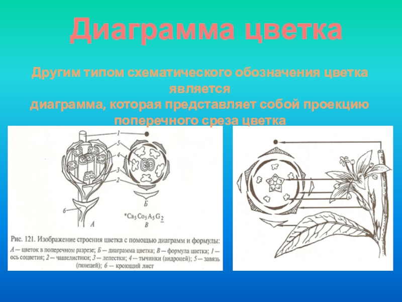 Строение цветка формула и диаграмма