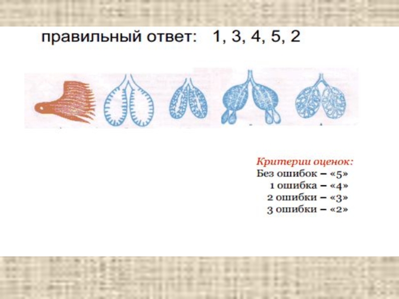 Эволюция дыхательной системы у животных таблица