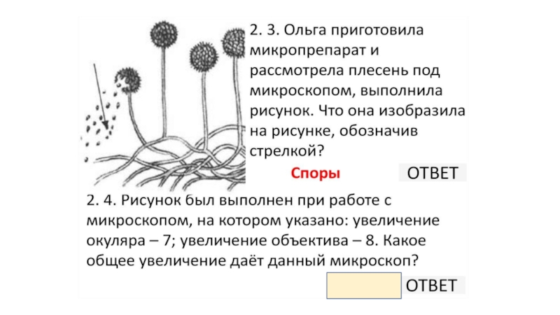 Рисунок был выполнен при работе с микроскопом на котором указано