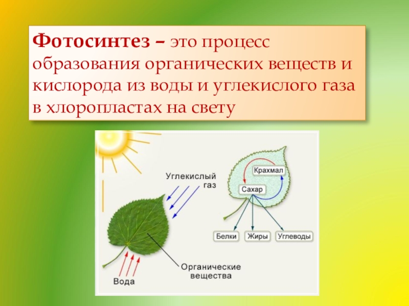 Фотосинтез знание в какой области