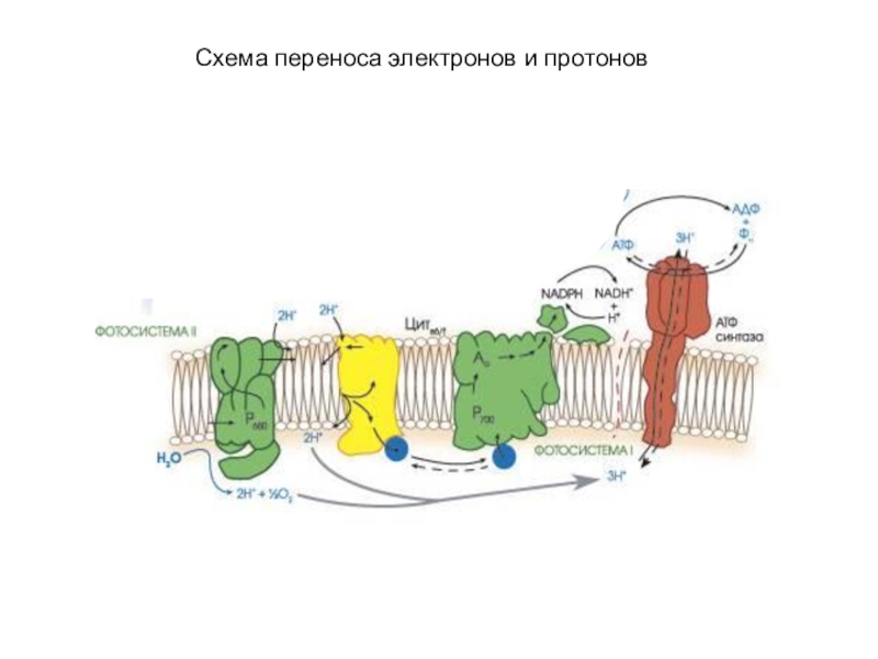 Электрон перенос. Фотосистемы 1 и 2 в мембране тилакоида. Фотосистема 2 схема. Схема расположения фотосистем 1 и 2 цепи переносчиков. Схема переноса электронов.