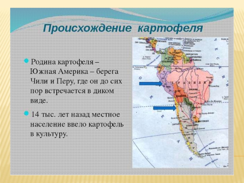 Карты картофеля. Центр происхождения картошки. Южная Америка Родина. Родина картофеля. Родина картошки Страна.