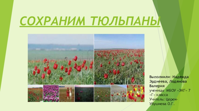 Презентация Презентация к Году экологии по теме: Сохраним тюльпаны