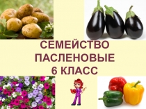 Презентация по биологии Семейство Пасленовые