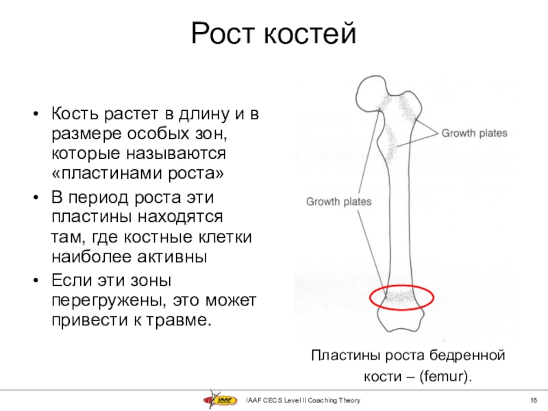 Длина кости. Рост кости. Зоны роста костей у детей. Рост трубчатых костей у детей. Зона роста трубчатых костей.