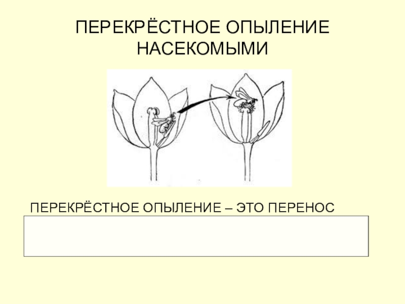 Рисунок перекрестного опыления