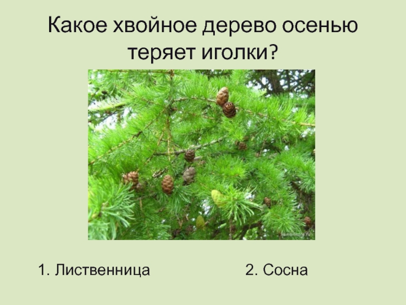 Какое хвойное дерево осенью теряет иголки?1. Лиственница2. Сосна