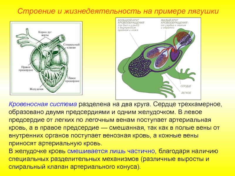 У земноводных сердце трехкамерное с неполной перегородкой. Земноводные кровеносная система системы. Кровеносная система Озерной лягушки. Класс земноводные строение кровеносной системы. Кровеносная система система лягушки.