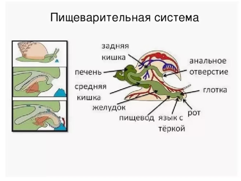 Улитка является органом. Пищеварительная система брюхоногих. Пищеварительная система брюхоногих моллюсков. Пищеварительная система моллюсков схема. Брюхоногие моллюски строение пищеварительной системы.