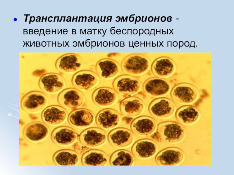 Трансплантация эмбрионов сельскохозяйственных животных презентация