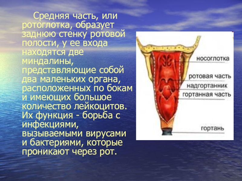 Ротоглотка это. Задняя стенка ротоглотки. Средняя часть глотки ротоглотка. Ротоглотка задняя стенка. Задняя стенка ротоглотки фото с описанием.