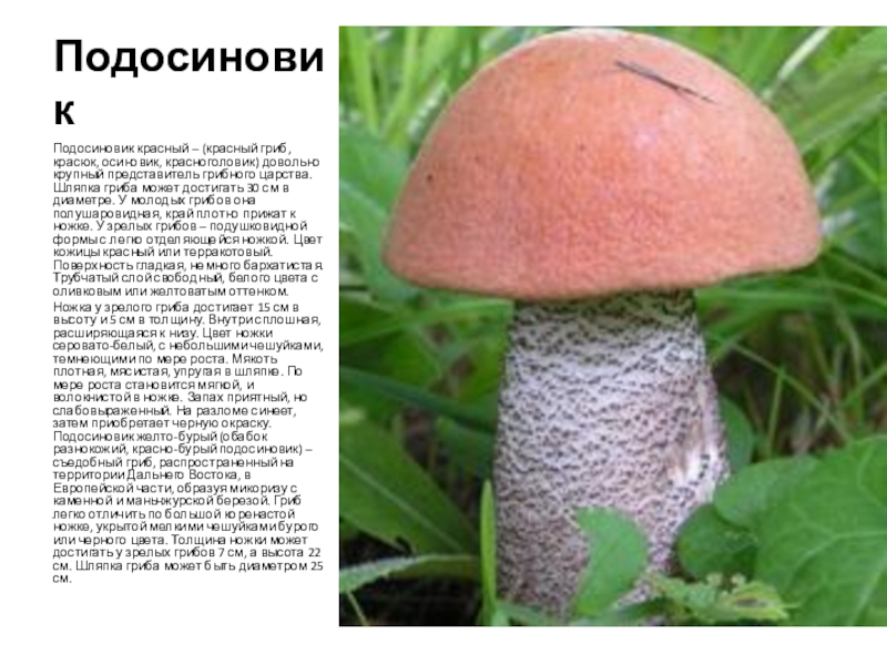 ПодосиновикПодосиновик красный – (красный гриб, красюк, осиновик, красноголовик) довольно крупный представитель грибного царства. Шляпка гриба может достигать